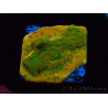 WYSIWYG RAH Montipora Acid Orange 11M6