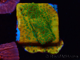 WYSIWYG RAH Montipora Acid Orange