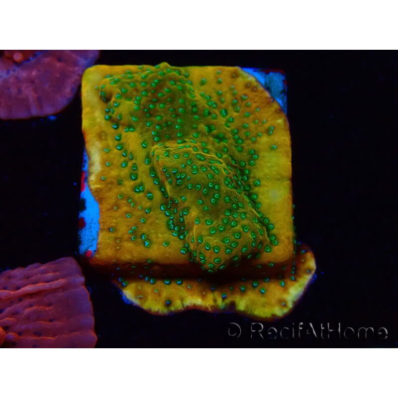 WYSIWYG RAH Montipora Acid Orange