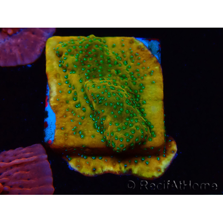 WYSIWYG RAH Montipora Acid Orange