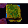 WYSIWYG RAH Montipora Acid Orange