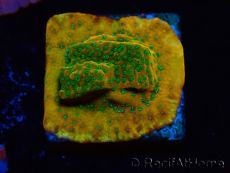 WYSIWYG RAH Montipora Acid Orange