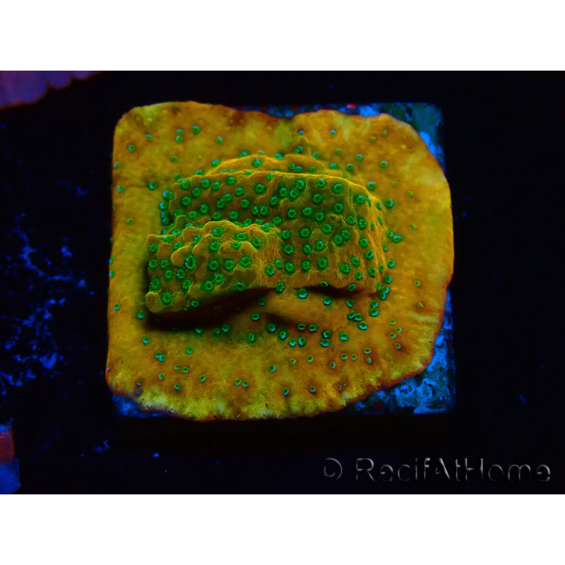 WYSIWYG RAH Montipora Acid Orange