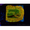 WYSIWYG RAH Montipora Acid Orange