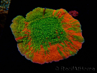 WYSIWYG WWC Sunfire GRAFTED Montipora plateau 11N1