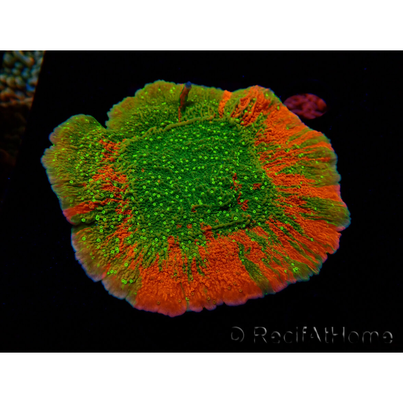 WYSIWYG WWC Sunfire GRAFTED Montipora plateau 11N1