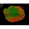 WYSIWYG WWC Sunfire GRAFTED Montipora plateau
