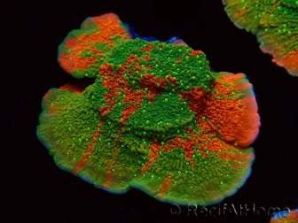 WYSIWYG WWC Sunfire GRAFTED Montipora plateau
