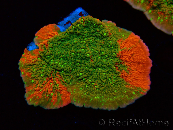 WYSIWYG WWC Sunfire GRAFTED Montipora plateau 11N3