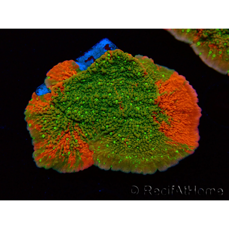 WYSIWYG WWC Sunfire GRAFTED Montipora plateau