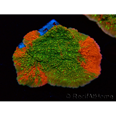 WYSIWYG WWC Sunfire GRAFTED Montipora plateau 11N3