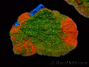WYSIWYG WWC Sunfire GRAFTED Montipora plateau 11N3