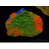 WYSIWYG WWC Sunfire GRAFTED Montipora plateau