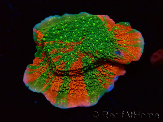 WYSIWYG WWC Sunfire GRAFTED Montipora plateau 11N4