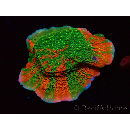 WYSIWYG WWC Sunfire GRAFTED Montipora plateau
