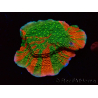 WYSIWYG WWC Sunfire GRAFTED Montipora plateau