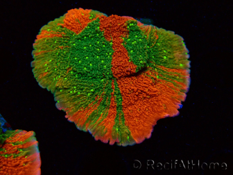 WYSIWYG WWC Sunfire GRAFTED Montipora plateau