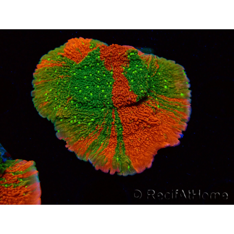 WYSIWYG WWC Sunfire GRAFTED Montipora plateau 11N5