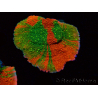WYSIWYG WWC Sunfire GRAFTED Montipora plateau