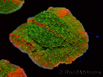 WYSIWYG WWC Sunfire GRAFTED Montipora plateau 11N6