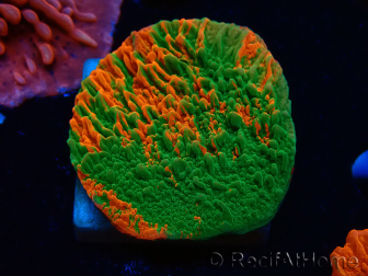 WYSIWYG Montipora plato INJERTADO ULTRA