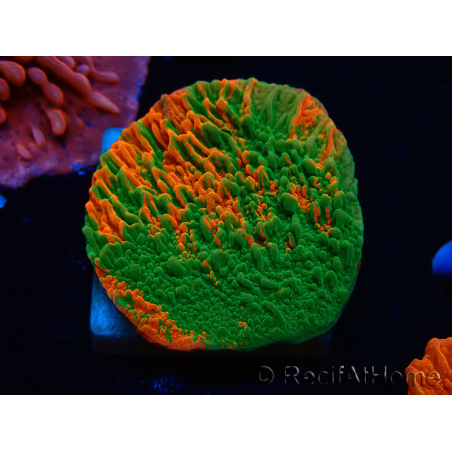 WYSIWYG Montipora-Platte GRAFTED ULTRA