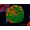 WYSIWYG Montipora plateau GRAFTED ULTRA 11O1