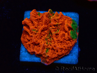 WYSIWYG Montipora plato INJERTADO ULTRA