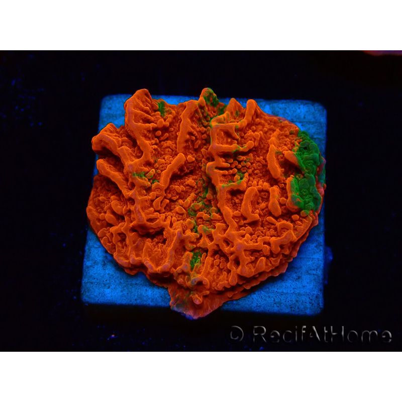 WYSIWYG Montipora plato INJERTADO ULTRA