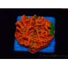 WYSIWYG Montipora plateau INNESTATO ULTRA