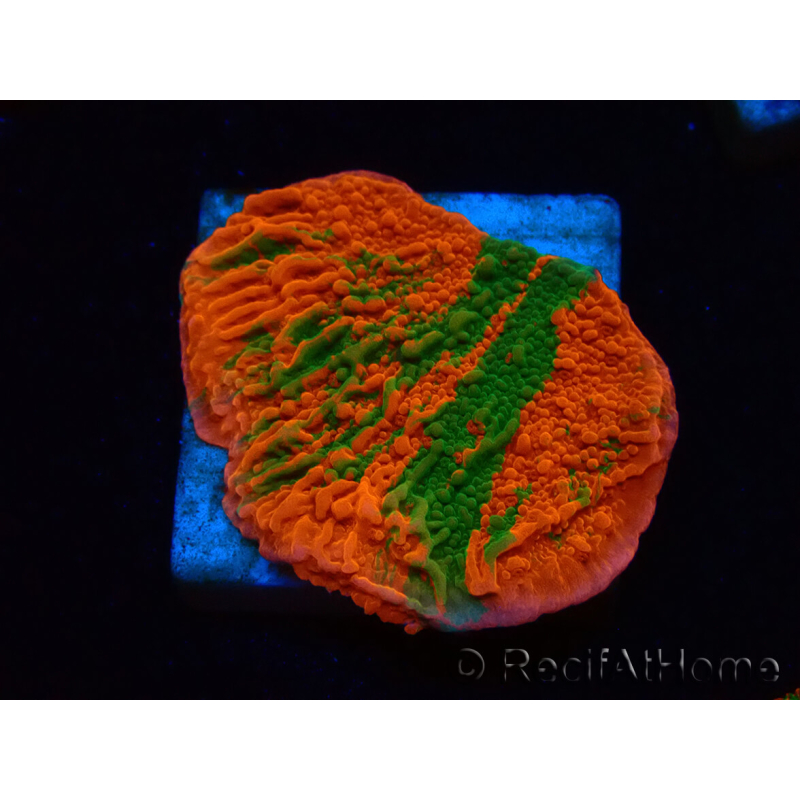 WYSIWYG Montipora plateau GRAFTED ULTRA