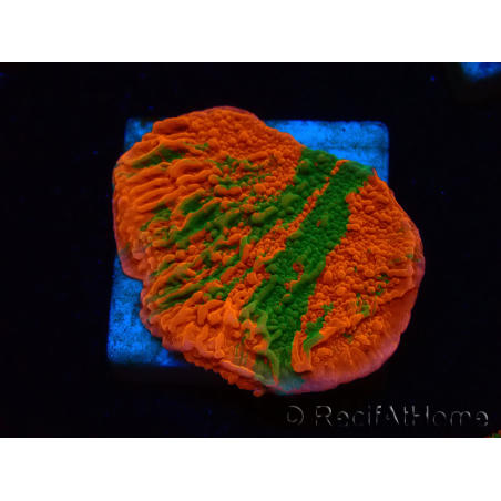 WYSIWYG Montipora plateau INNESTATO ULTRA