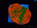 WYSIWYG Montipora plateau GRAFTED ULTRA