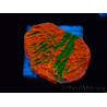WYSIWYG Montipora plateau INNESTATO ULTRA