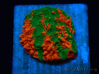 WYSIWYG Montipora plateau INNESTATO ULTRA