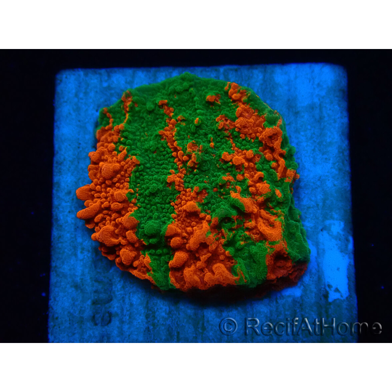 WYSIWYG Montipora plateau INNESTATO ULTRA