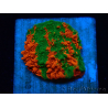 WYSIWYG Montipora plato INJERTADO ULTRA