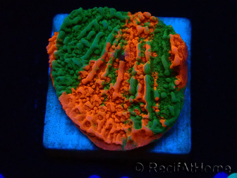 WYSIWYG Montipora plateau INNESTATO ULTRA