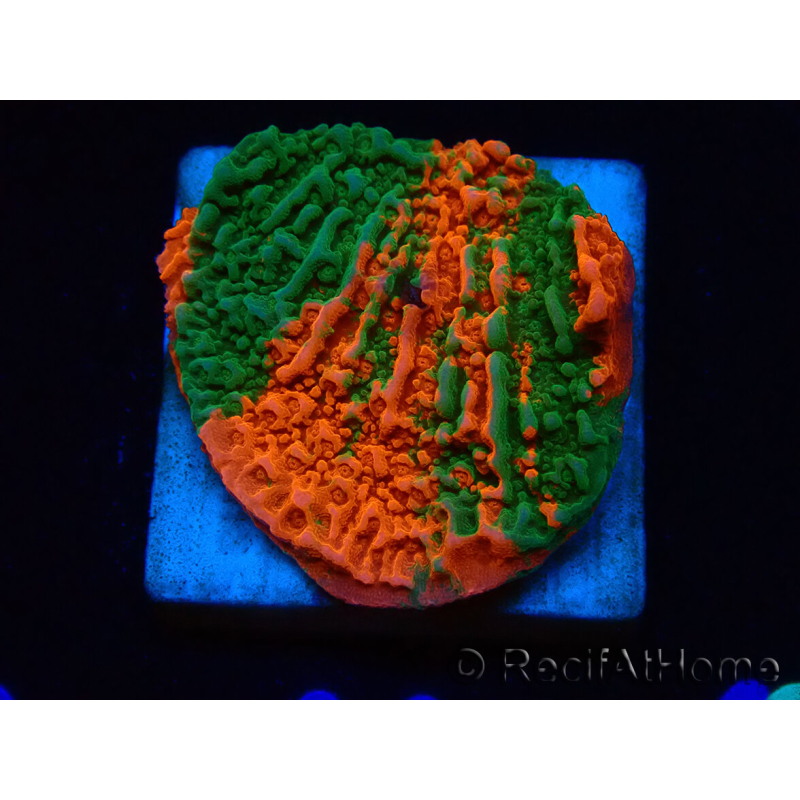 WYSIWYG Montipora plato INJERTADO ULTRA