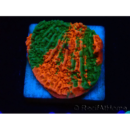 WYSIWYG Montipora-Platte GESCHMOLTEN ULTRA