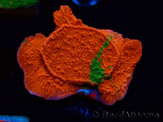 WYSIWYG Montipora plateau INNESTATO ULTRA