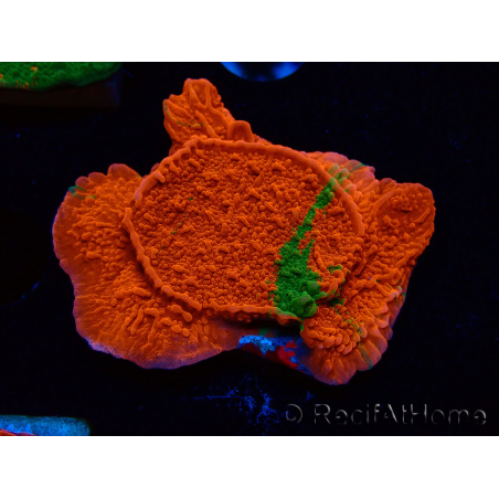 WYSIWYG Montipora plateau INNESTATO ULTRA
