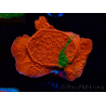 WYSIWYG Montipora plateau GRAFTED ULTRA