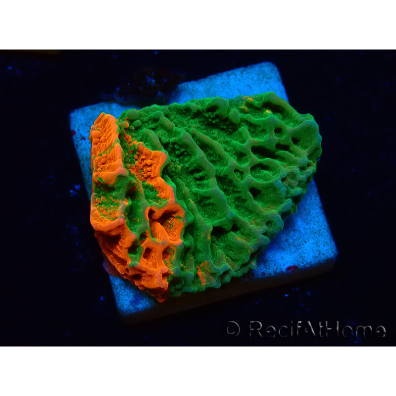 WYSIWYG Montipora plateau GRAFTED ULTRA