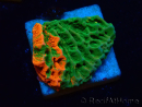 WYSIWYG Montipora plateau GRAFTED ULTRA 11O7