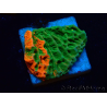 WYSIWYG Montipora plateau INNESTATO ULTRA