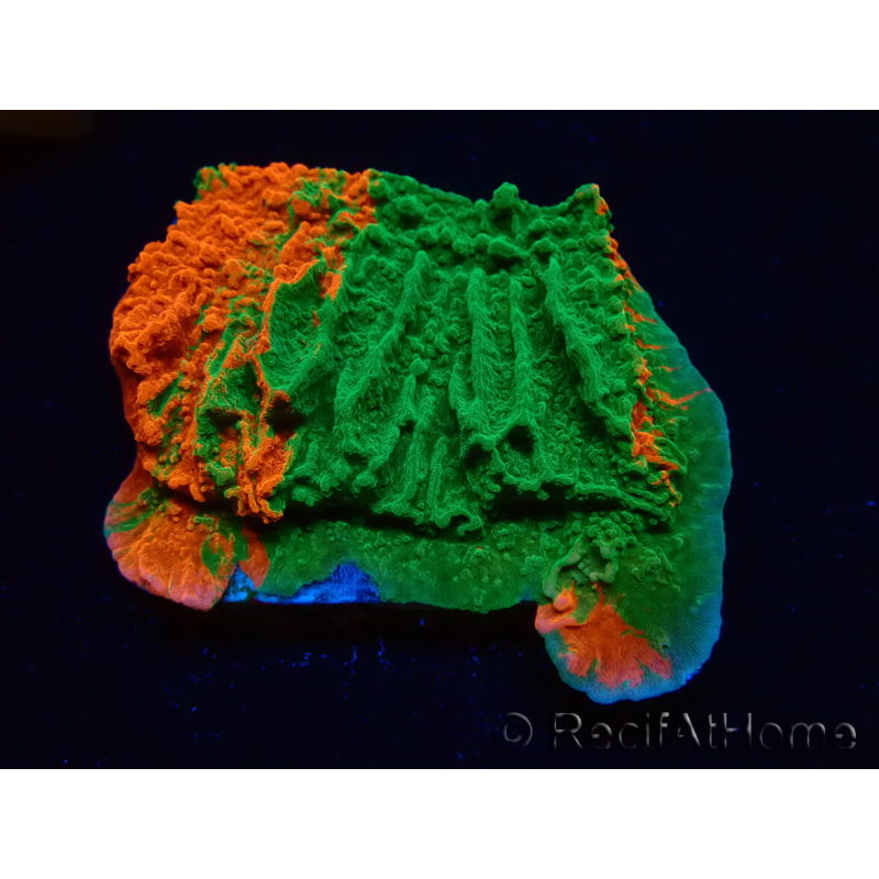 WYSIWYG Montipora plateau GRAFTED ULTRA 11O8