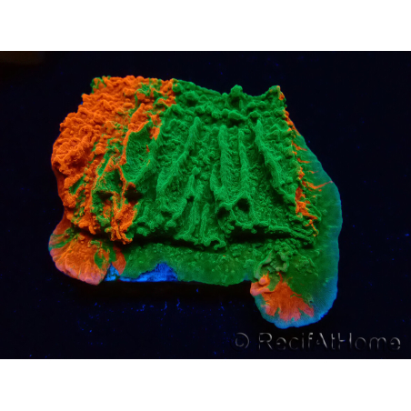 WYSIWYG Montipora plate GRAFTED ULTRA