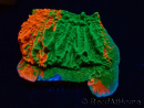 WYSIWYG Montipora plateau GRAFTED ULTRA 11O8