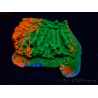WYSIWYG Montipora plate GRAFTED ULTRA